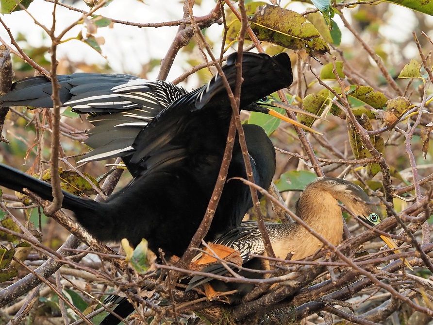 Anhingas mating