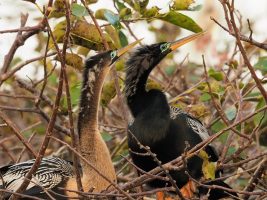 Anhinga post-mating