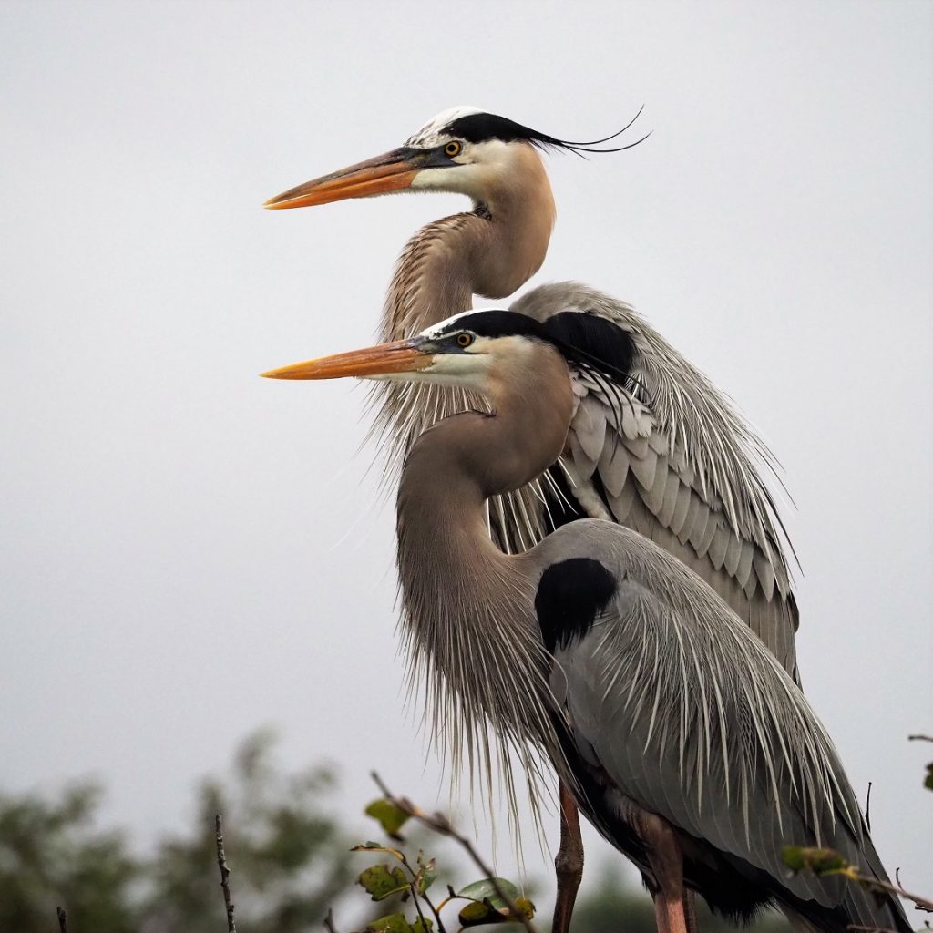 Profile shot of two great blue herons at the nest