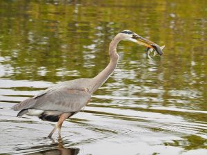 Great blue heron with fish in beak