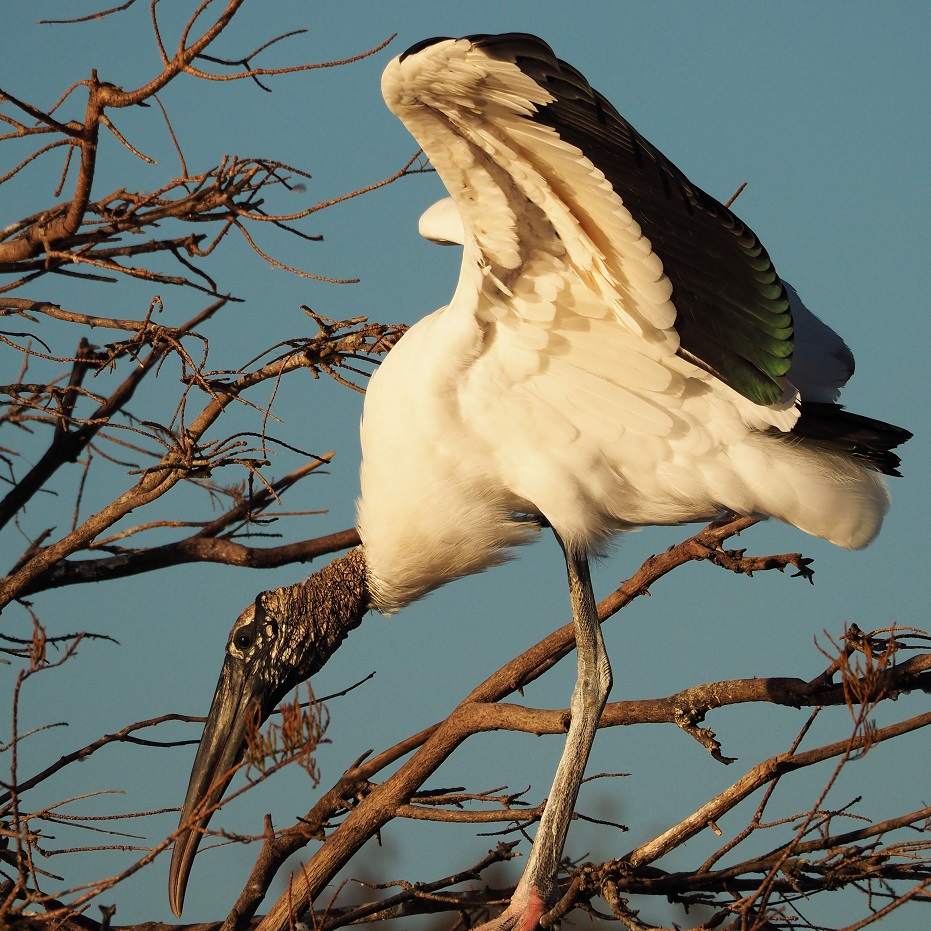 Wood stork in tree with wings flared