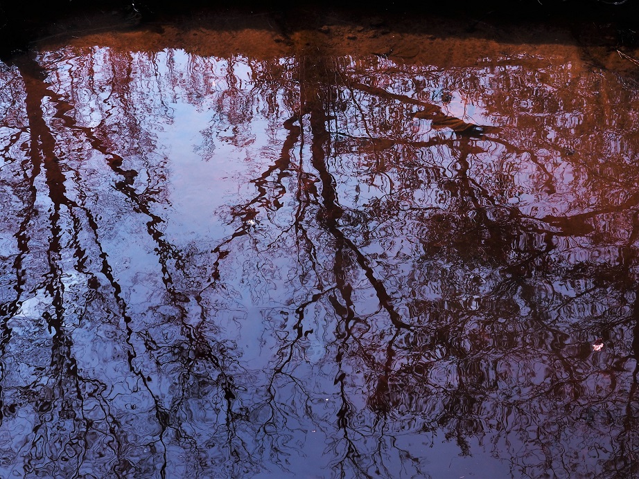 Leafless tree branches reflected in tannin-stained river water.