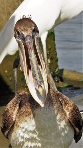 Juvenile brown pelican with bill ajar as if laughing