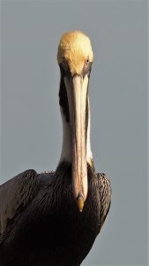 Adult brown pelican looking down his nose