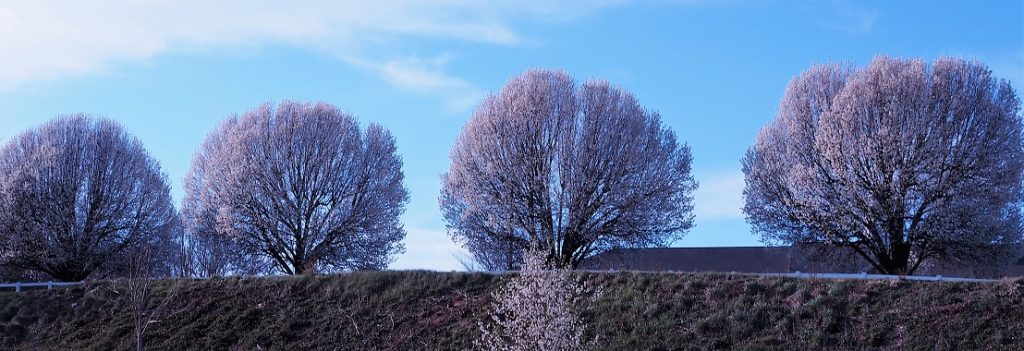 Row of white flowering trees on embankment