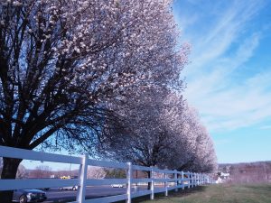 Row of white flowering trees