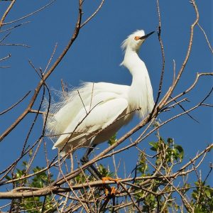 Great egret perched in tree, wind ruffling feathers