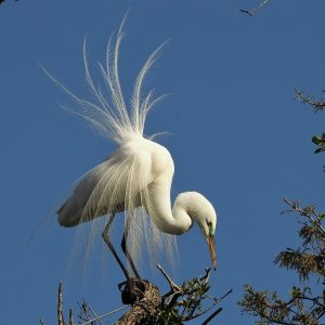 Great egret perched in tree while wind ruffles feathers