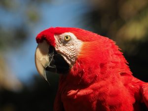 Head shot of red parrot