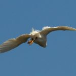 Forsters tern flying away from camera