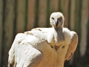 Beady-eyed stare from white-backed vulture