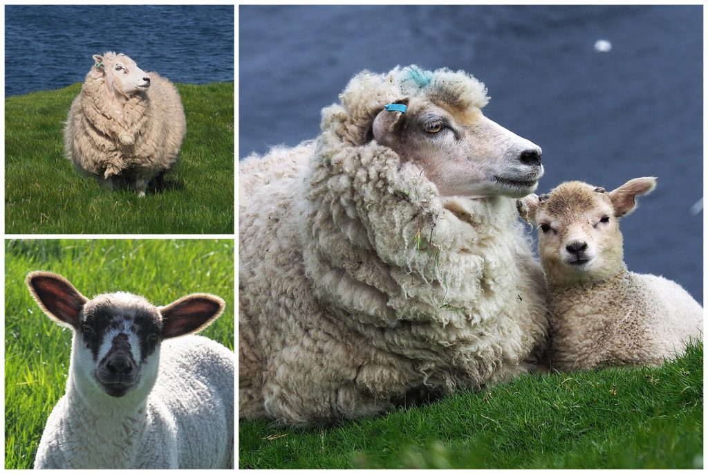 3 views of sheep and lambs in the Shetlands