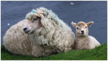 Shetland sheep and lam, lying at cliff's edge