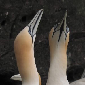 Two gannets in mating posture, heads raised