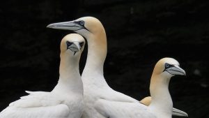 Gannets scowling.