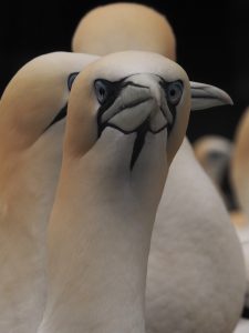 Gannet looking straight into camera.