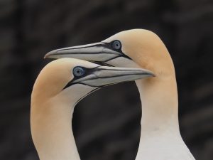 2 gannets; beak to beak