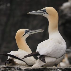 Two gannets; one on nest