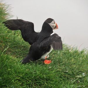 Puffin with wings flared