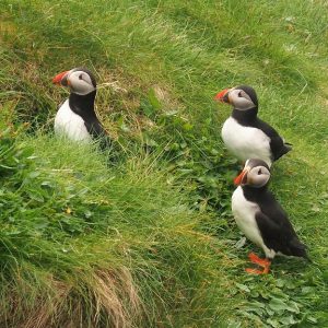 Three puffins on hillside