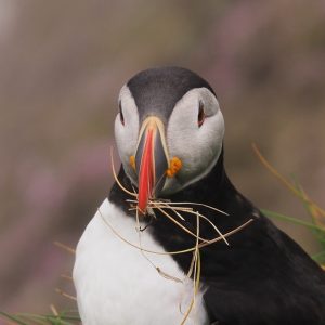 Puffin with nesting material in beak