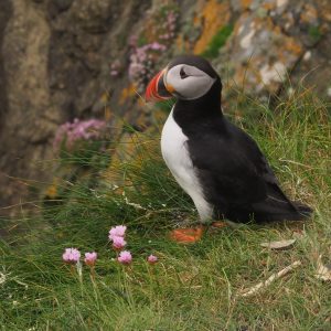 Puffin posing with pink flowers common in Shetlands