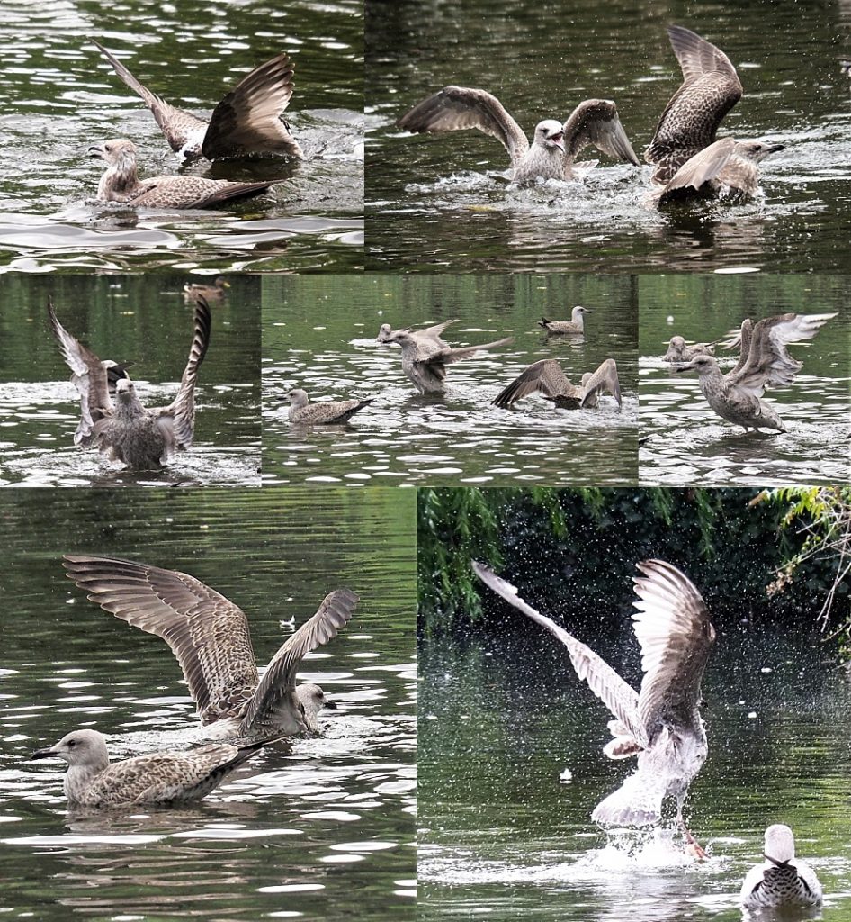 7-photo collage of gulls flaring their wings