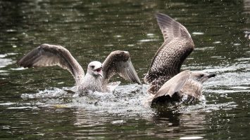Two gulls beaking off in pond