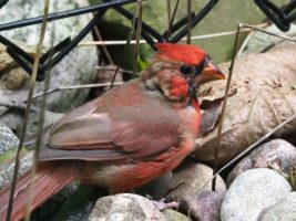 Male northern cardinal on rocky path