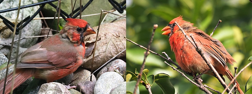 2-photo collage of male northern cardinals