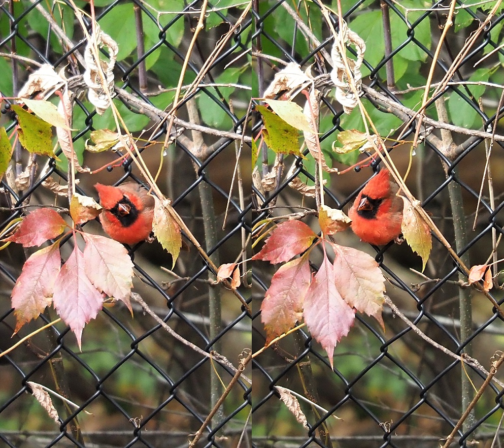 Two shots of male nothern cardinal in fence, with head cocked to left and the to right