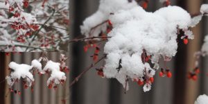 3-photo collage of flame bush in winter - red berries and snow