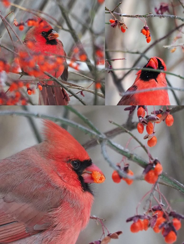 3-photo collag eof male northern cardinals eating flame-bush berries