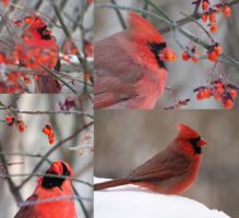 Male northern cardinals eating berries from flame bush