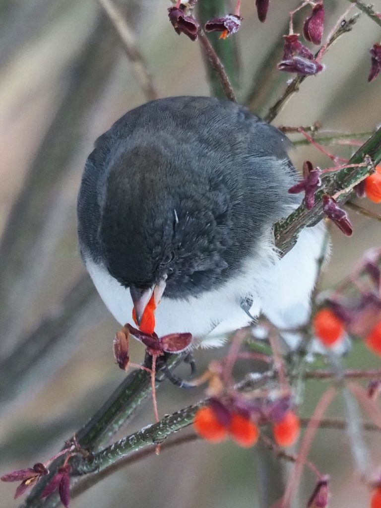 Junco eating flame bush berries