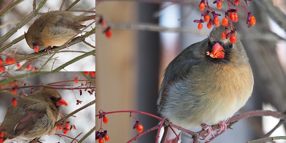 3-photo collage of femalenorthern cardinals in flame bush eating berries