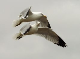 2 airborne gulls, almost spooning