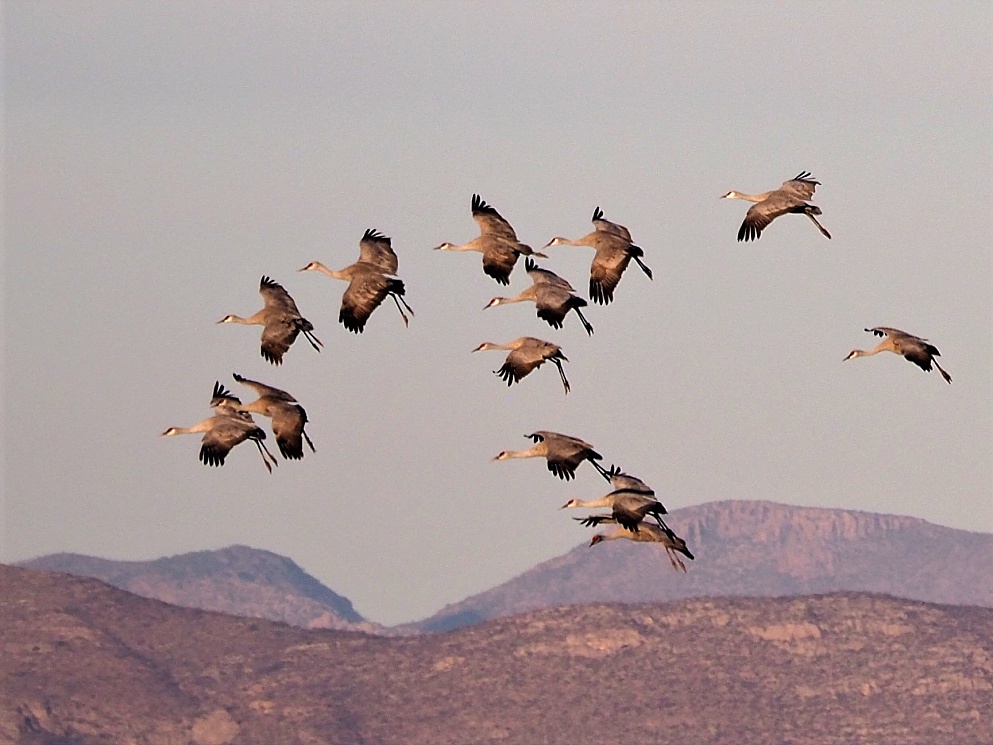 Sandhill cranes, preparing to land