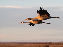 Sandhill cranes in flight.