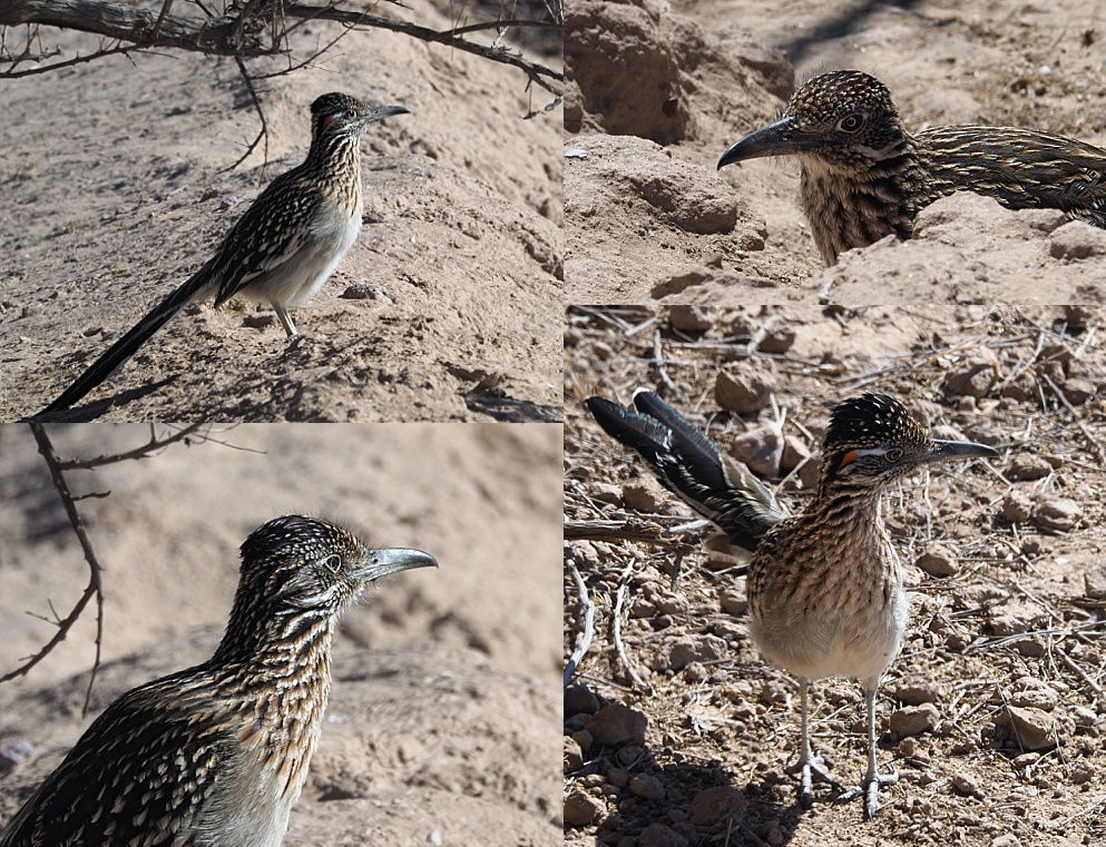 4-photo collage of roadrunner close-ups