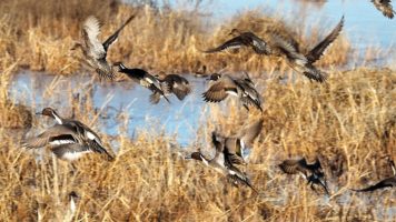 Ducks flushing in alarm over northern harrier