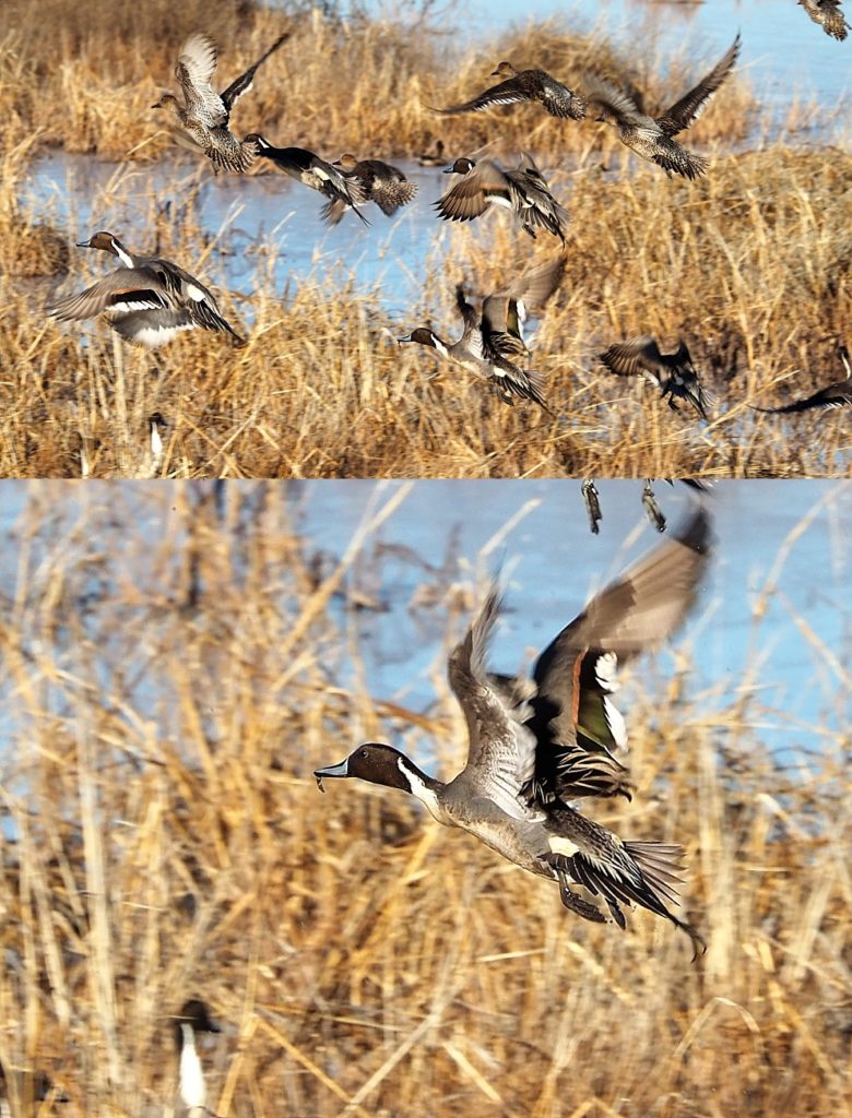 2-photo collage of ducks fleeing a northern harrier.