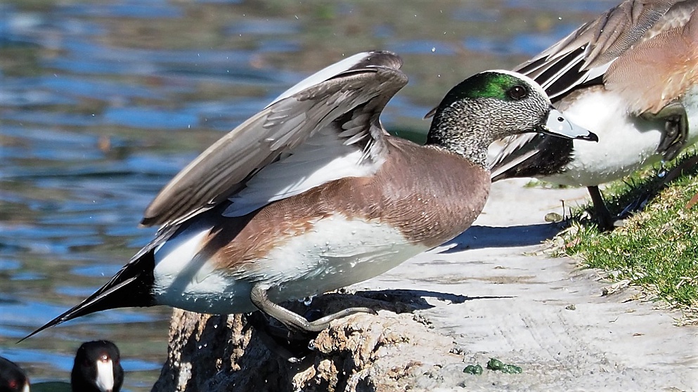 American wigeon in full sunlight