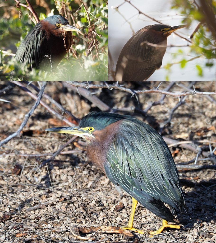 Green herons under cover and out in the open