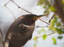 Green heron hiding in shrubbery