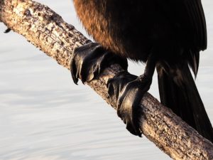 Cormorant feet on branch