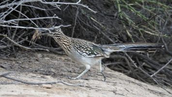 Roadrunner gathering nesting material