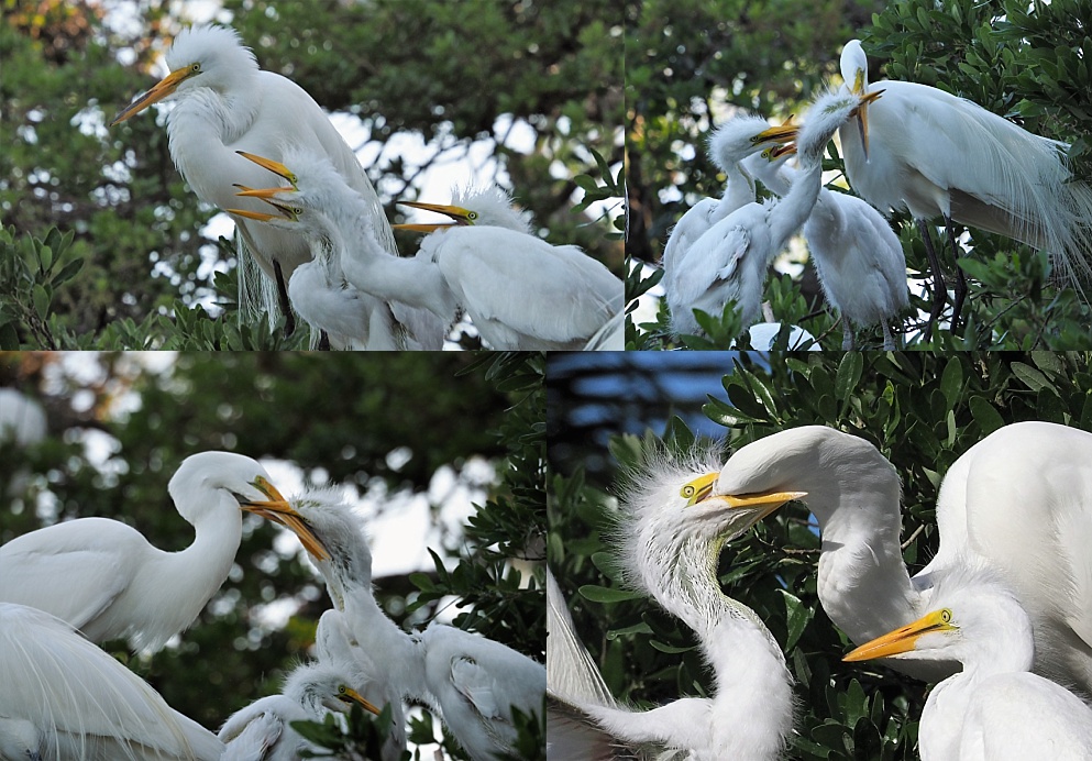 4-photo collage of great egrets feeding chicks