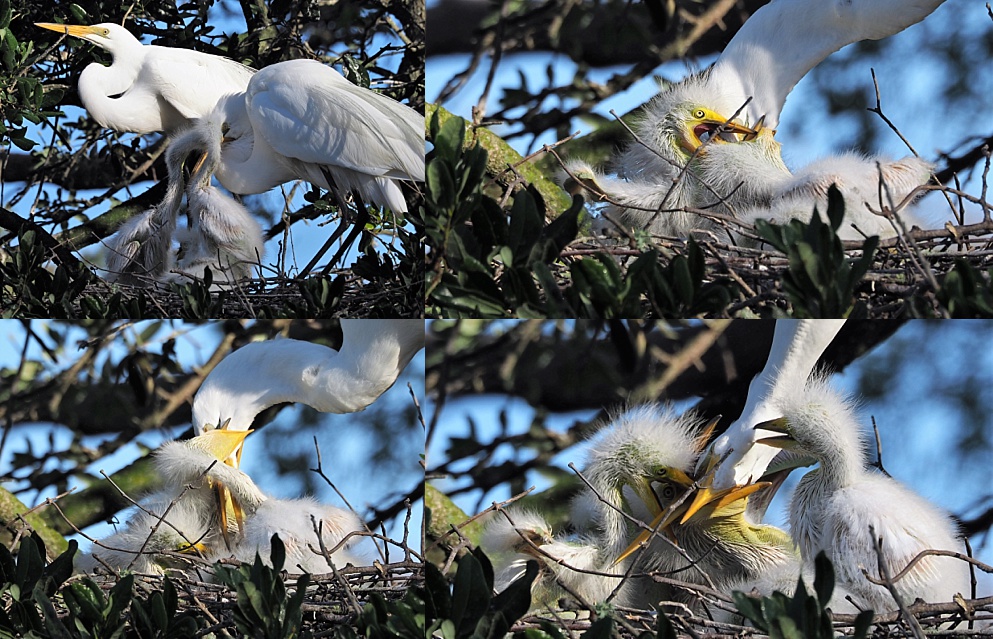 4-photo collage of great egret feeding chicks