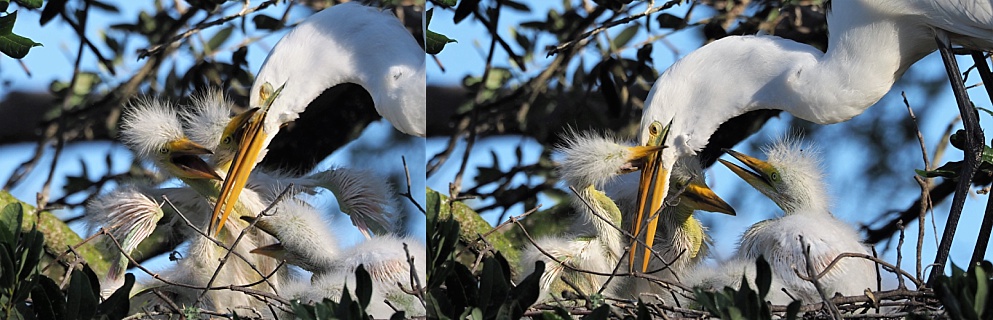 2-photo collage of great egret feeding chicks